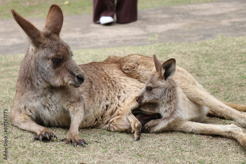 カンガルーに餌やりをする女の子、お腹の袋に子供を入れているカンガルカンガルーの親子、長崎バイオパーク