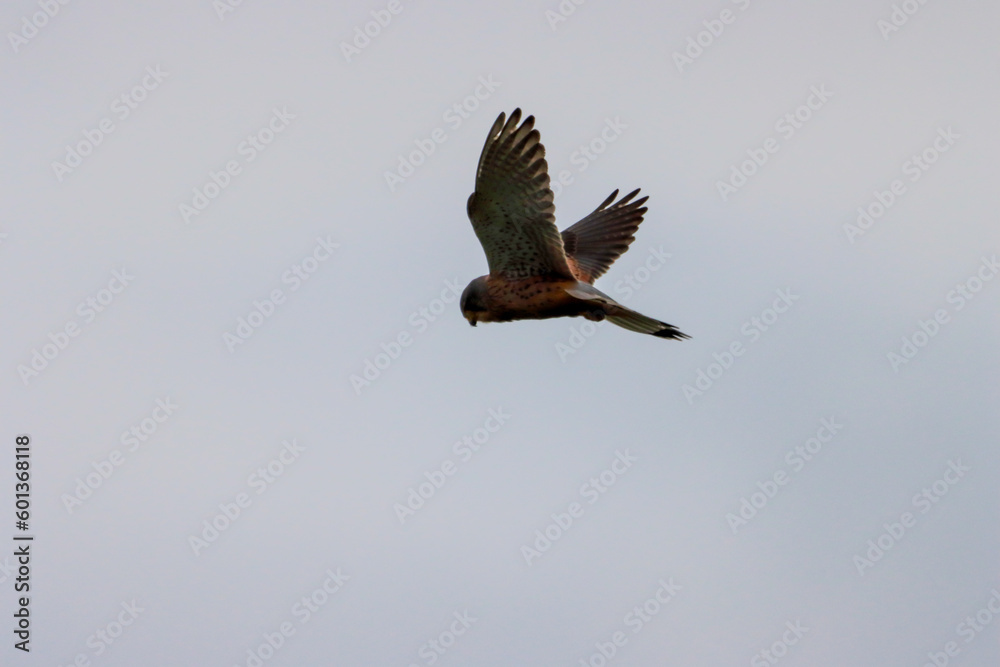 Obraz premium A beautiful animal portrait of a Hovering Kestrel in flight