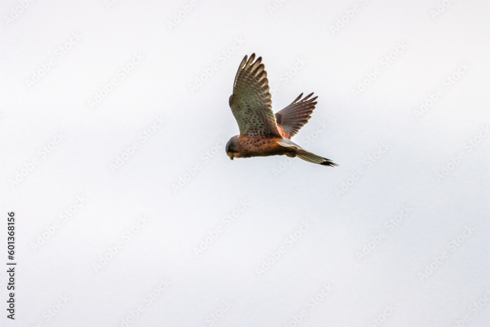 Obraz premium A beautiful animal portrait of a Kestrel hovering in flight