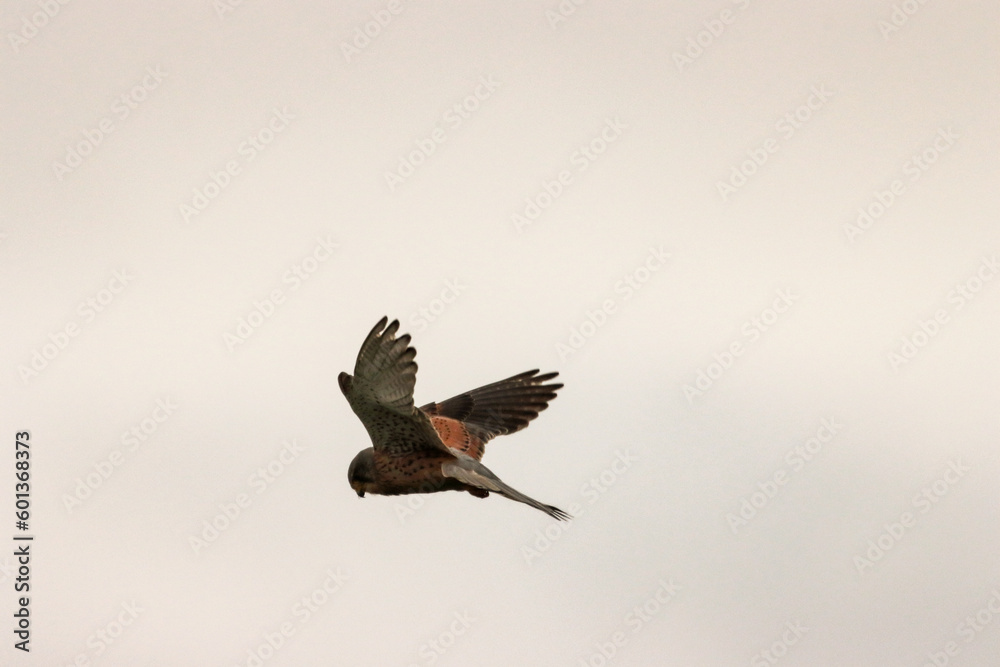 Fototapeta premium A beautiful animal portrait of a Kestrel hovering in flight