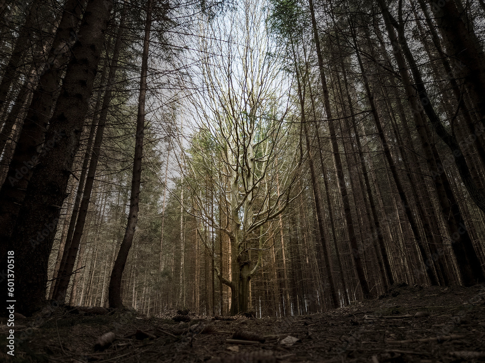 Naklejka premium Der eine Baum unter vielen