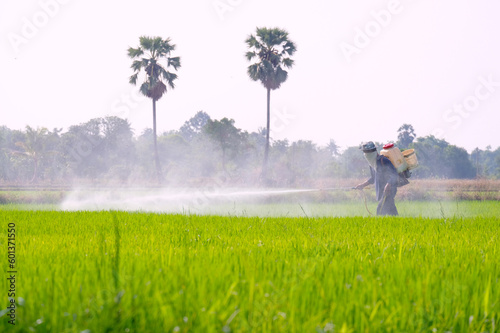 Photography The farmer is injecting an insecticide.