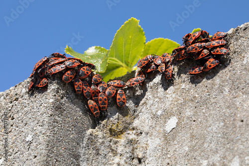 Group of firebugs, Pyrrhocoris apterus, sitting on a wall close up   photo