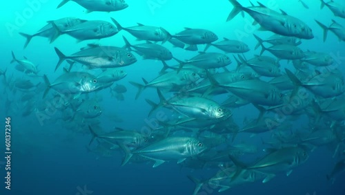 Wallpaper Mural School of vibrant parrotfish nibbled on coral in shallow waters Isla del Coco. Today, it is popular destination for scuba divers and nature lovers, who come to explore its underwater world. Torontodigital.ca