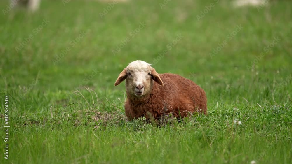 The sheep eats grass. A young sheep eats grass in a field. Sheep in the countryside. Farm animal in laing on the green grass and little lamb look at camera The sheep eats grass. A young sheep eats grass in a field. Sheep in the countryside. Farm animal in laing on the green grass and little lamb look at camera