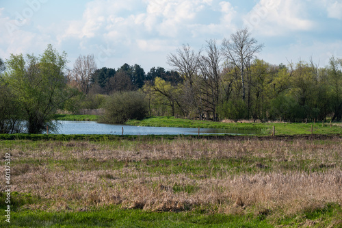 Swamp pool with yellow reeds around Diest, Brabant, Belgium photo