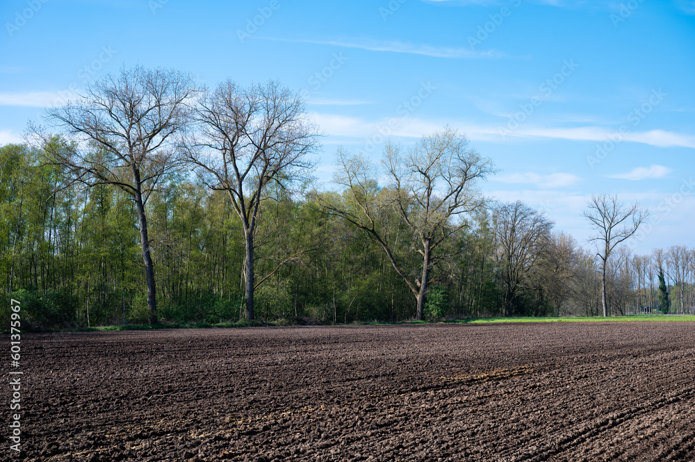 Fototapeta premium Fresh sown agriculture field over blue sky around Laakdal, Belgium