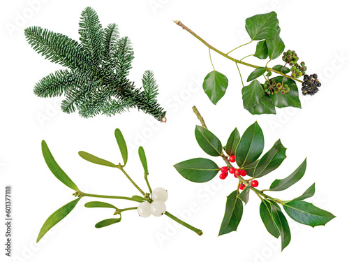 Photo Christmas tree branch, mistletoe branch with white berries,Christmas holly branc