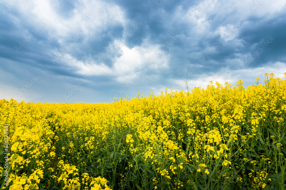Canola field with dark clouds in spring
