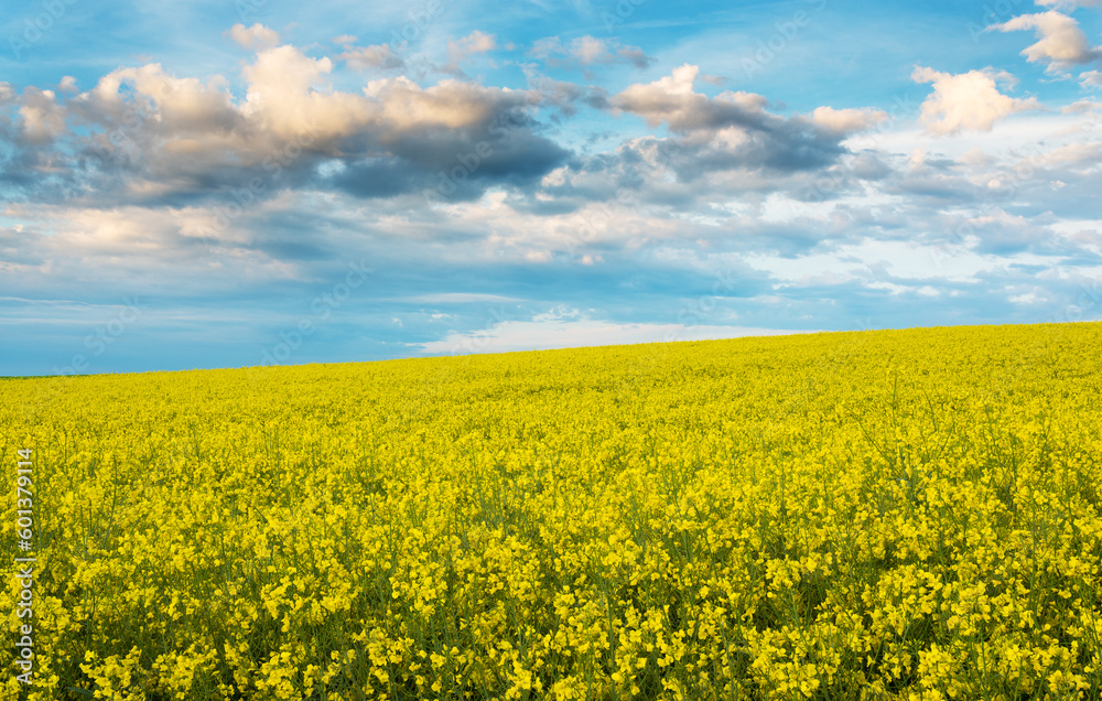 golden field of flowering rapeseed with beautiful clouds on sky - brassica napus - plant for green energy and oil industry