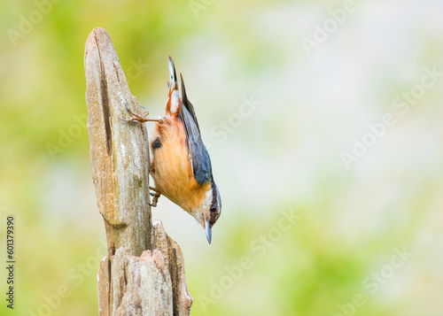 Nuthatch bird upside down on a post