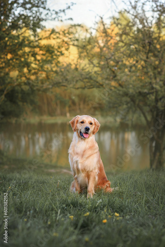 Beautiful dog golden retriever labrador sits in the grass in spring for a walk