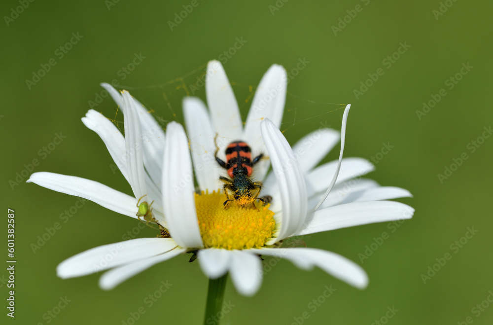 Ein Zottiger Bienenkäfer auf einer blühenden Wiesenmargerite. Der Zottige Bienenkäfer ist auf der Roten Liste der gefährdeten Insekten.
