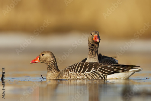 Greylag goose or graylag goose (Anser anser) pair swimming in the river in spring.