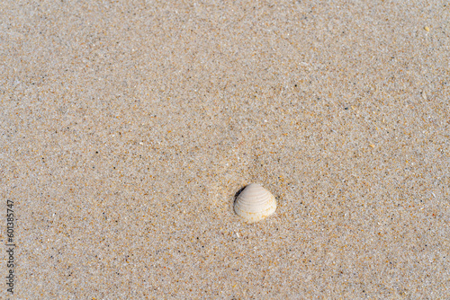 beach sand and shell