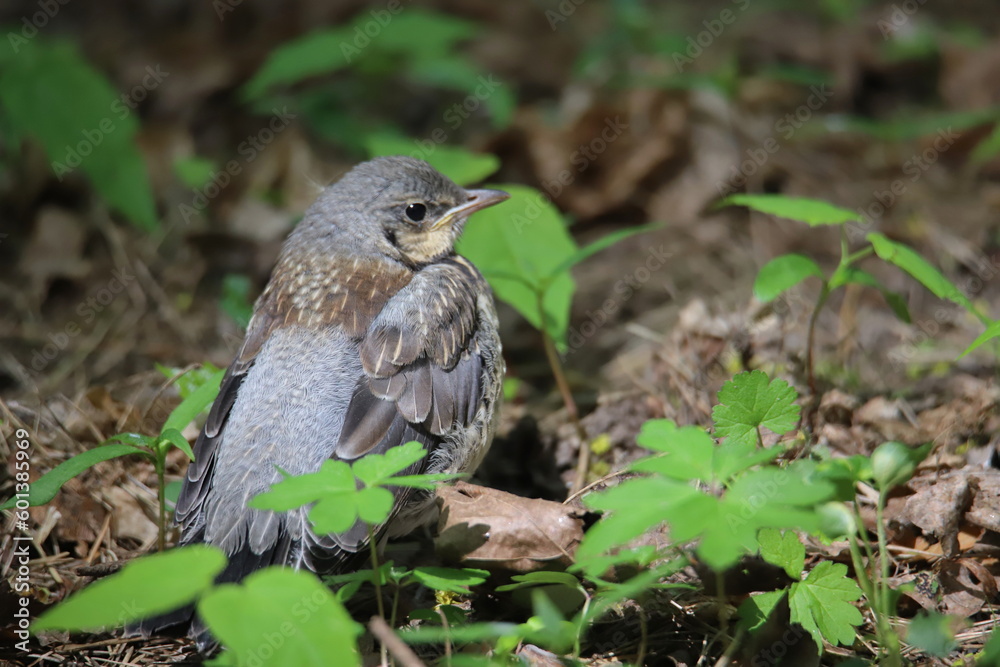Fototapeta premium thrush fledgling