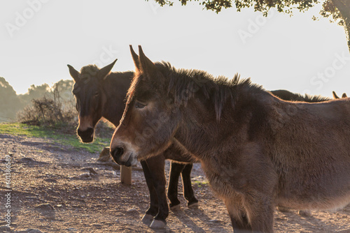 Working mules on the the top of La Mola Mountain in the Parc natural de Sant Llorenc del Munt i l'Obac, Valles Occidental, Catalonia, Spain. photo