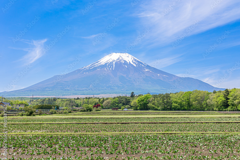 花の都公園から見た快晴の富士山