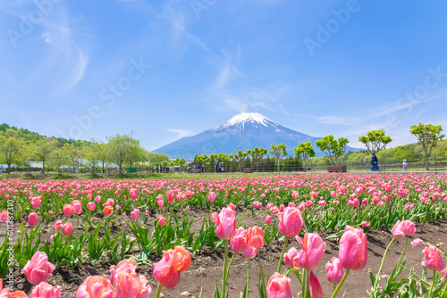 Fotografia チューリップと富士山