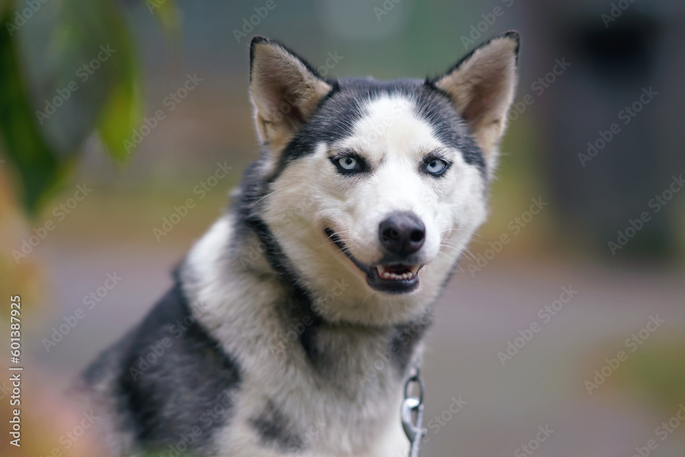 The portrait of a cute grey and white Siberian Husky dog with blue eyes posing outdoors in autumn