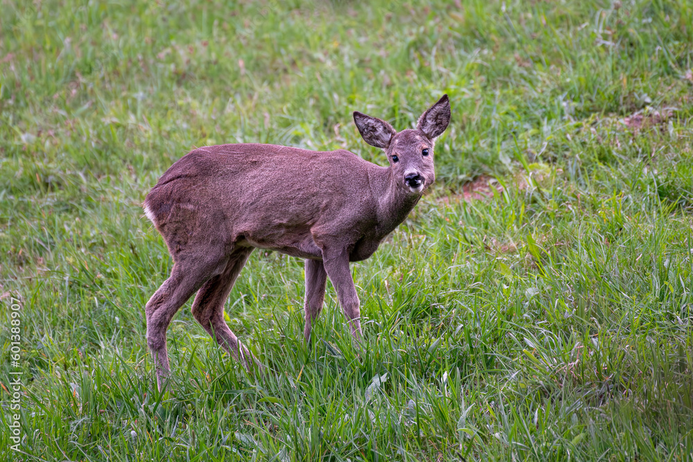 Young roe deer (Capreolus capreolus) on a pasture looking at the photographer. Young roe deer (Capreolus capreolus) on a pasture looking at the photographer.