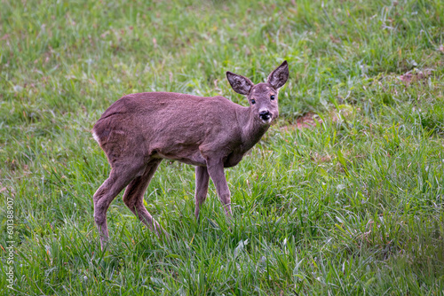 Fototapeta Naklejka Na Ścianę i Meble -  Young roe deer (Capreolus capreolus) on a pasture looking at the photographer.