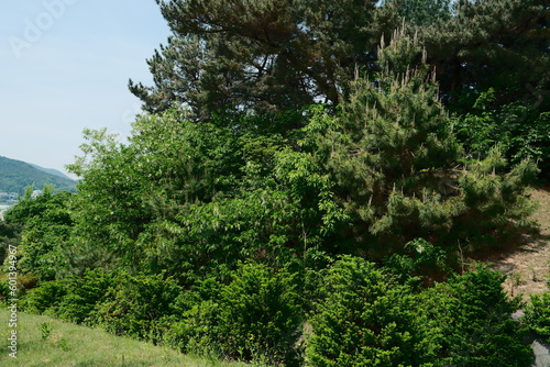 trees in the forest