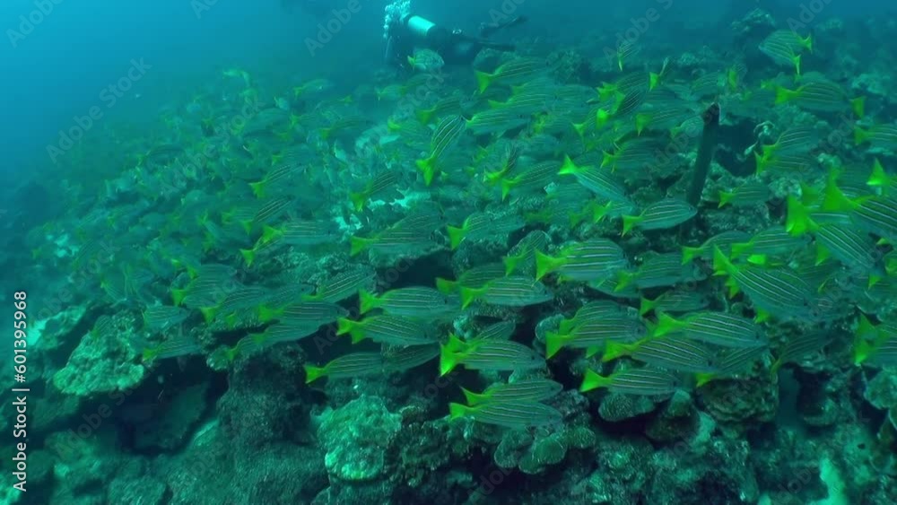 Isla Del Coco, January 4, 2018: Beautiful view of diver and school fish underwater in Isla Del Coco. Predatory fish, sharks, and crocodiles that inhabit both marine and freshwater environments. Isla Del Coco, January 4, 2018: Beautiful view of diver and school fish underwater in Isla Del Coco. Predatory fish, sharks, and crocodiles that inhabit both marine and freshwater environments.
