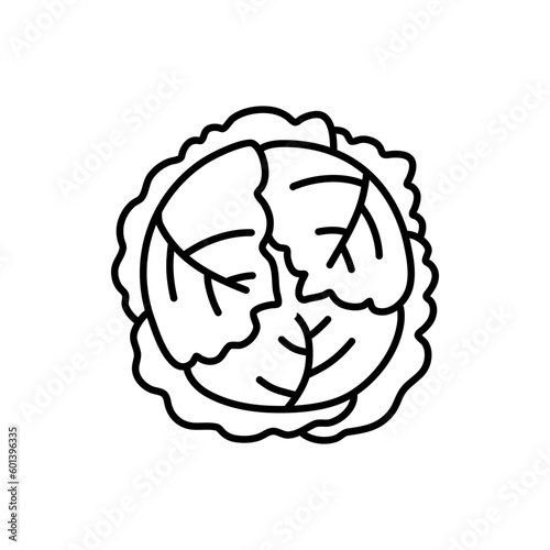 fresh cabbage doodle icon vector. vector hand drawn illustration of fresh cabbage vegetable, isolated outline clipart on white background