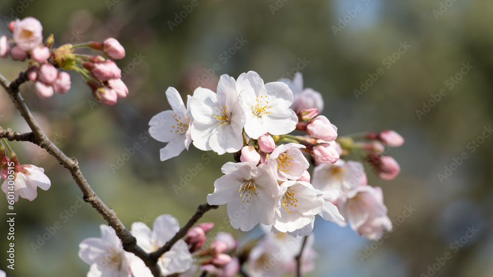 Obraz premium Spring cherry blossoms for the background