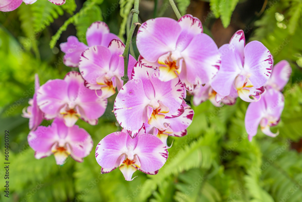 The Beautiful Violet Orchid flowers in the garden. The Beautiful Violet Orchid flowers in the garden.
