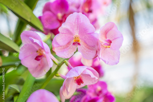 Closeup of the red pink orchid phalaenopsis. Bouquet of flowers orchids. orchids of thailand.