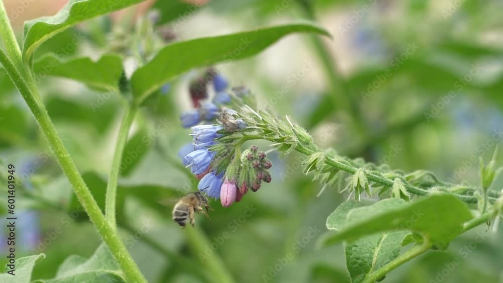 Close up of one honey bee flying around flowers bee collecting nectar pollen on spring sunny day slow motion. Natural background. Flower pollination