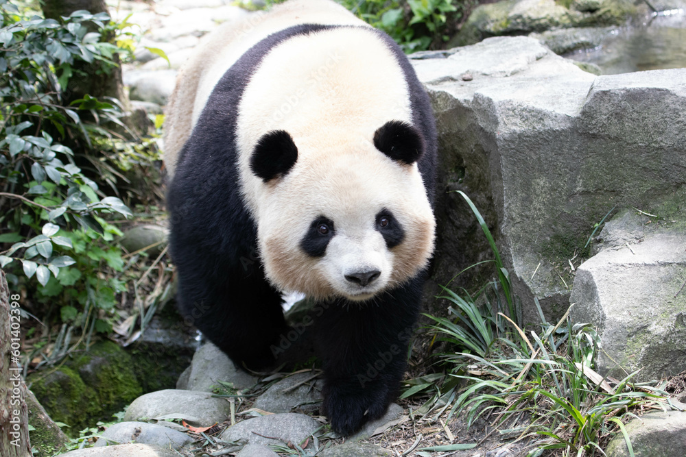 Obraz premium Close up a cute female panda, Mei Lan, aka Rou Rou
