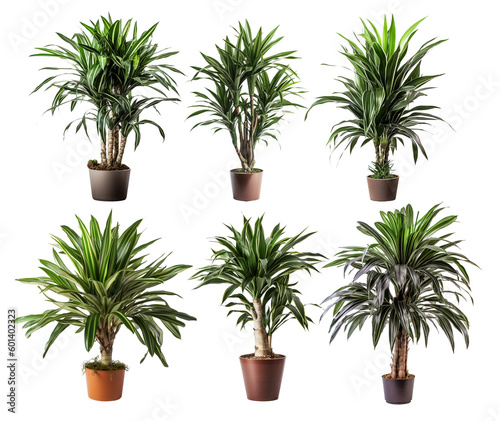 Green Potted Dracaena House Plant. Front View. Interior Decoration Template