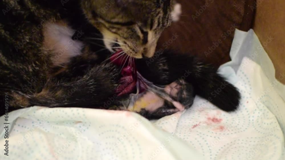 cat giving birth to a kitten. Kitten in an amniotic sac	
