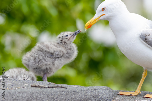 Birrd and nestling  photo