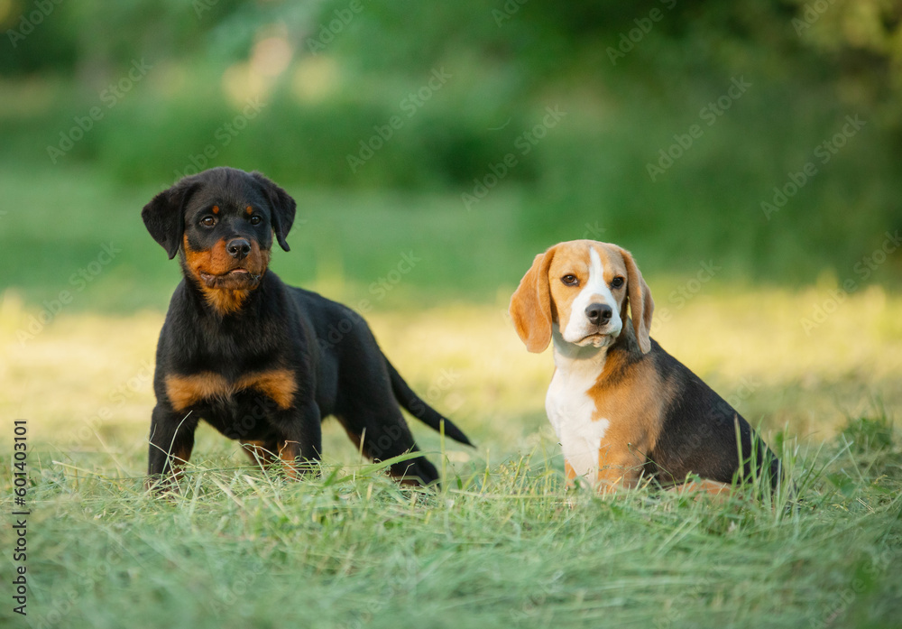 two puppies on the grass, in nature. dog rottweiler and beagle together. happy pets