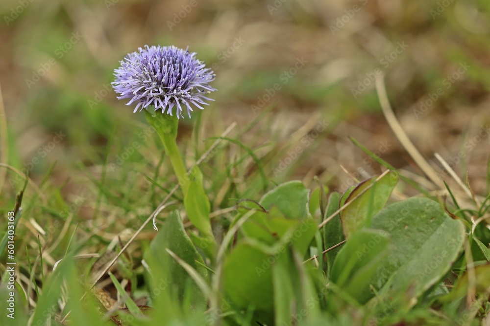 Echte Kugelblume (Globularia bisnagarica) auf Kalkmagerrasen Echte Kugelblume (Globularia bisnagarica) auf Kalkmagerrasen