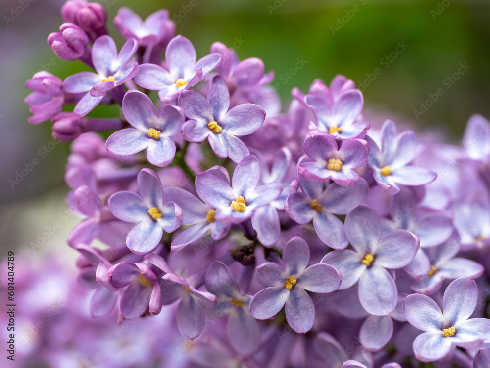 close up macro of lilac blooms close up macro of lilac blooms