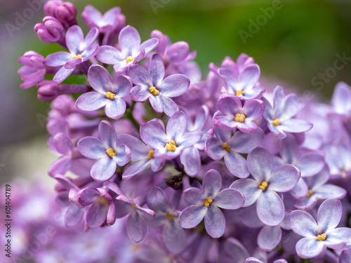 close up macro of lilac blooms
