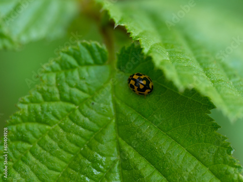 Fourteen-spotted Lady Beetle Propylea quatuordecimpunctata photo