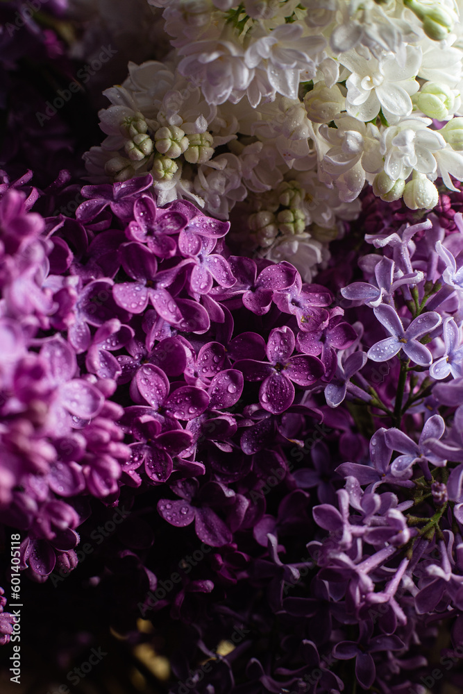 Beautiful bouquet of lilacs of different varieties close-up