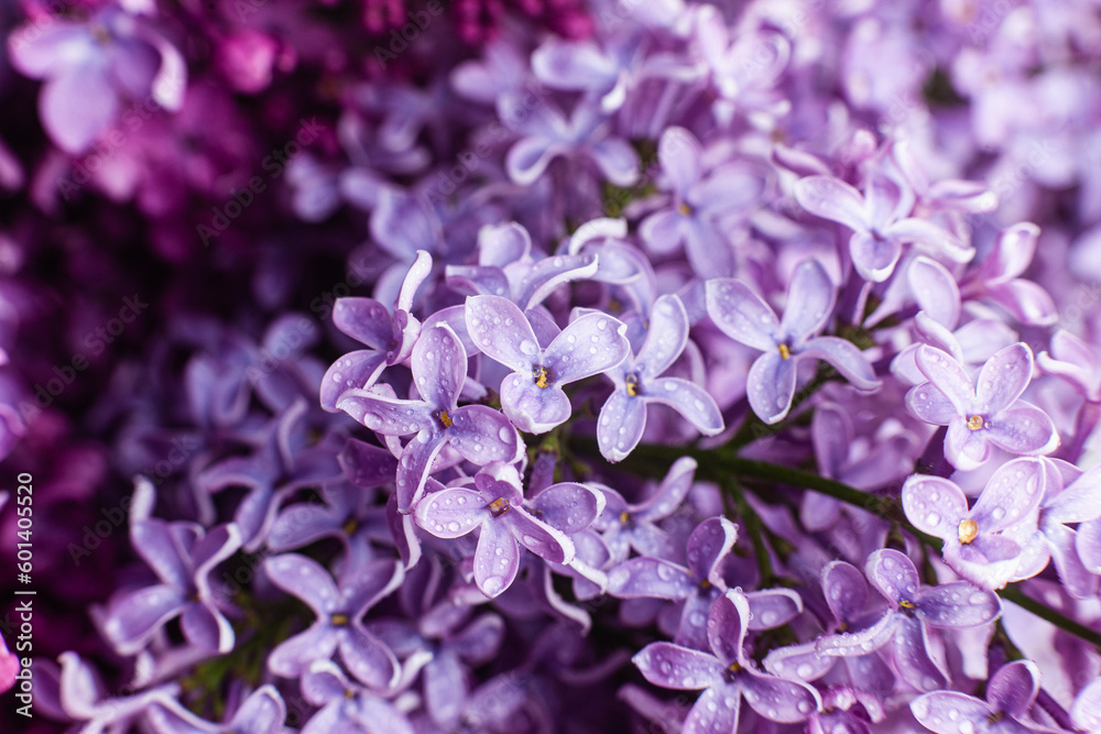 Beautiful bouquet of lilacs of different varieties close-up Beautiful bouquet of lilacs of different varieties close-up