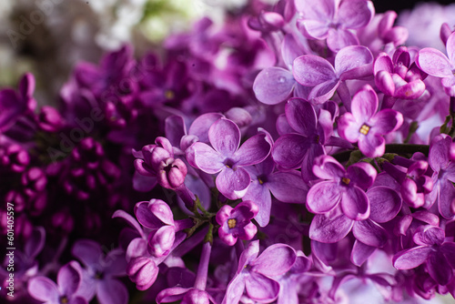 Beautiful bouquet of lilacs of different varieties close-up