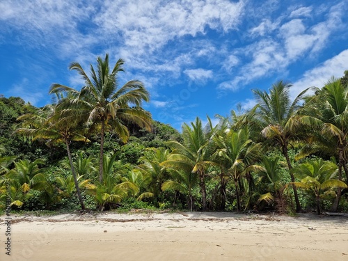 palm trees on the beach near Itacaré, Brazil