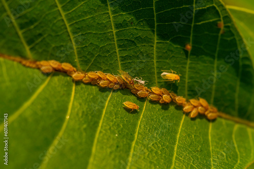 Calaphis juglandis Aphids on walnut (Juglans) Lives in large colonies, mostly on the upper side of the leaves along the midrib photo