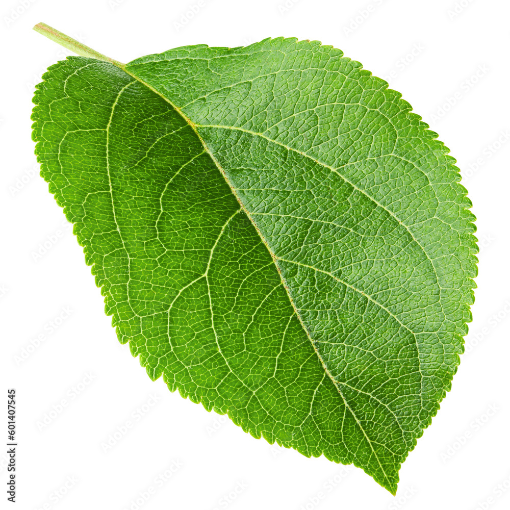 apple leaf, isolated on white background, full depth of field apple leaf, isolated on white background, full depth of field