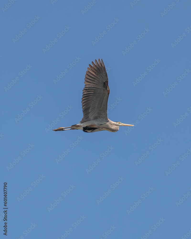 Obraz premium A great blue heron (Ardea herodias) flying through the sky