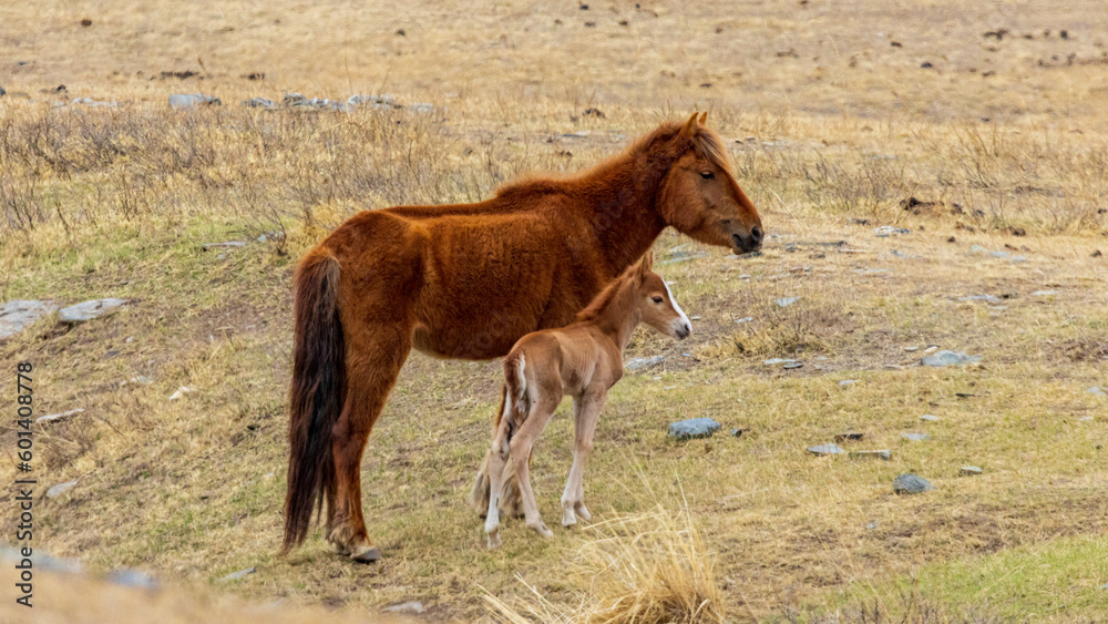 Obraz premium モンゴル 遊牧民の家畜 馬の親子